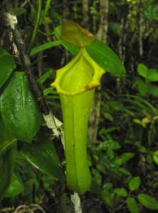 The spectacular Biak Form of Nepenthes insignis