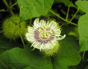 The flower of Passiflora foetida