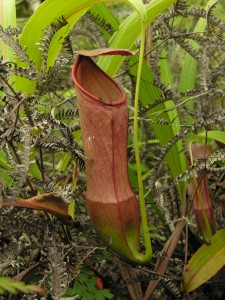 The spectacular red pitchers of Nepenthes mirabilis