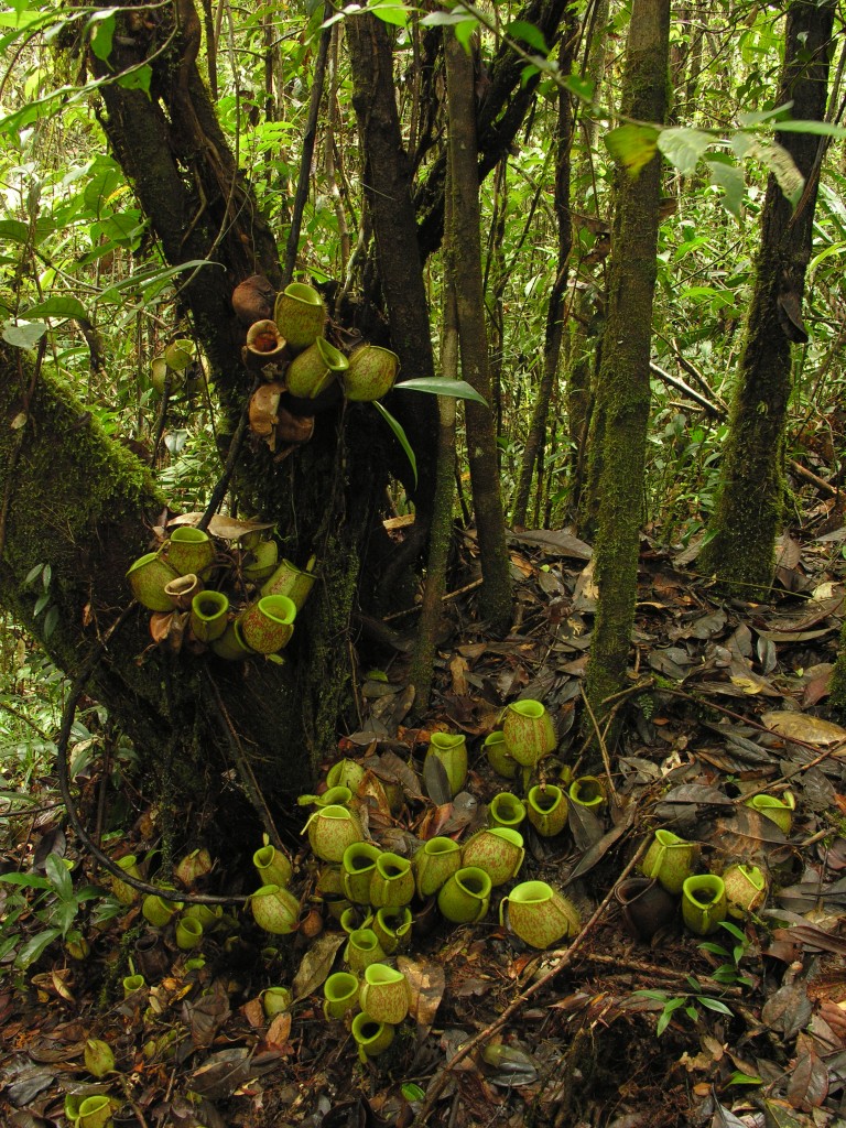 The spectacular clusters of pitchers produced by a  Nepenthes ampullaria plant