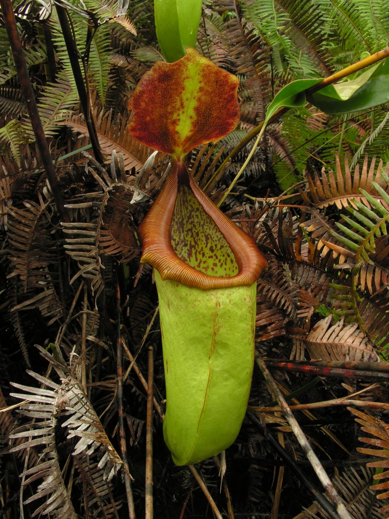 The Impressive pitchers of the mainland form of Nepenthes insignis