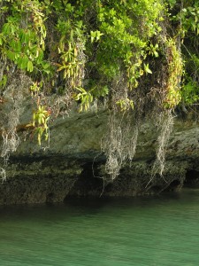 Nepenthes plants growing on the sides of the cliffs of Misool