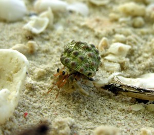 A species of hermit crab on Misool