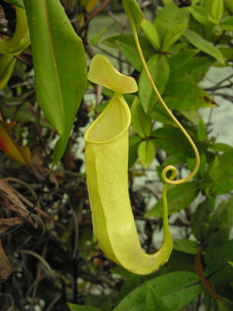 The possibly New Species of Nepenthes growing on the Cliffs of Misool