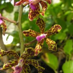 Vanda Orchids of Misool