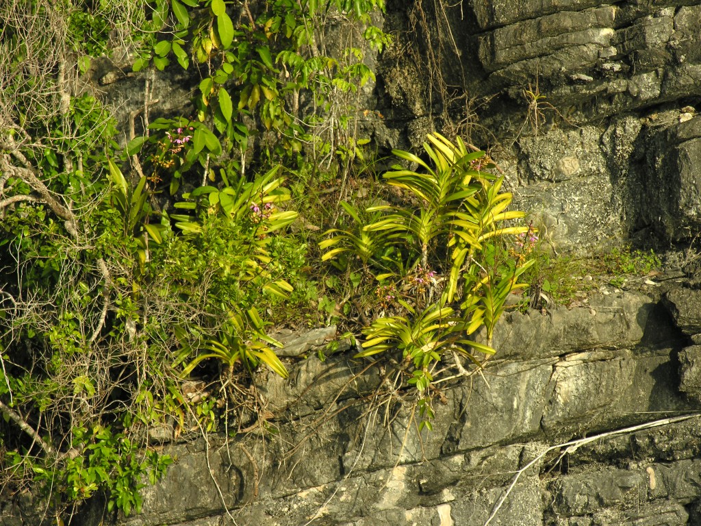 A Vanda Orchid growing directly on the cliff side of Misool