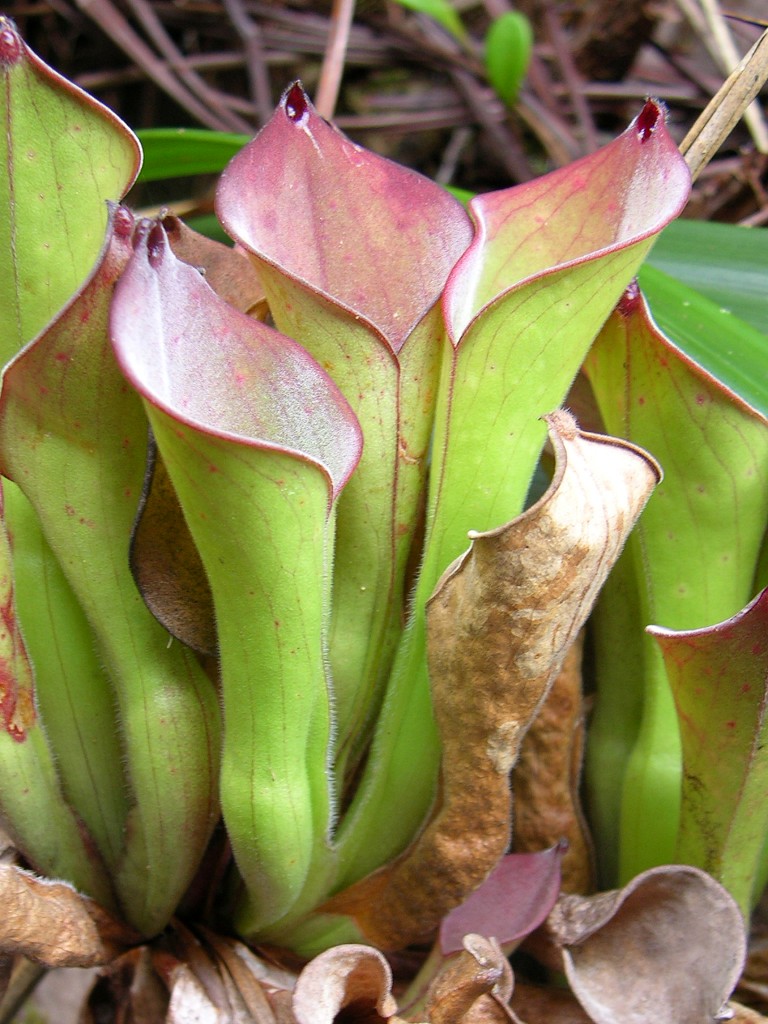 The uniquely shaped leaves of Heliamphora exappendiculata