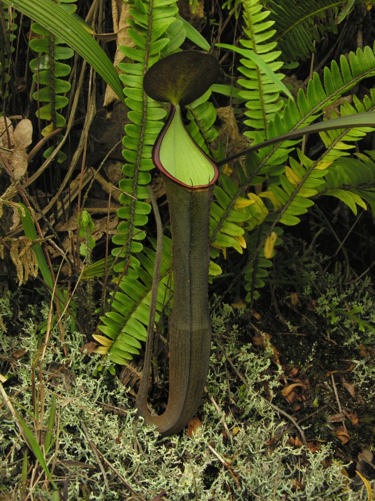 The intermediate pitcher of Nepenthes ramispina 