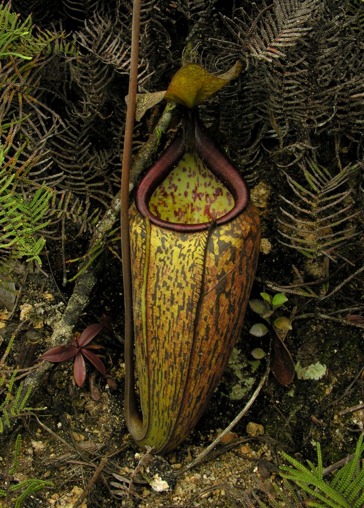 The lower of Nepenthes macfarlanei 