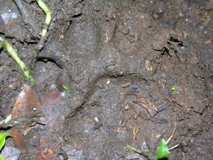 The paw print of a large cat – possibly a Sumatran Tiger