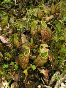 Spectacular pitchers of Nepenthes gymnamphora