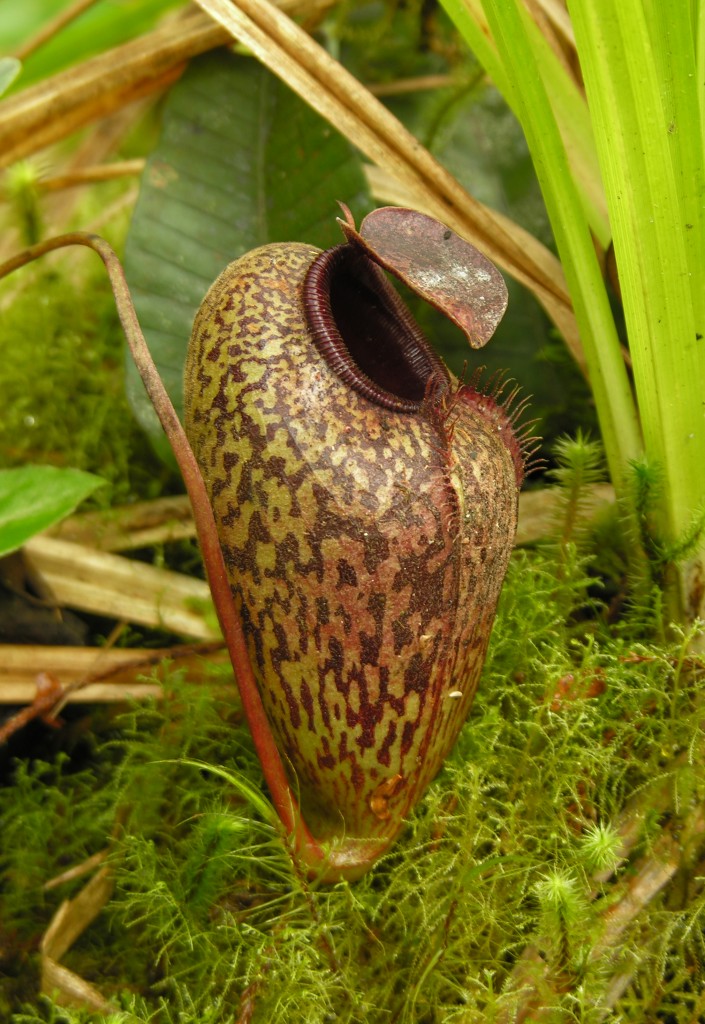 The pitchers of the spectacular Nepenthes aristolochioides