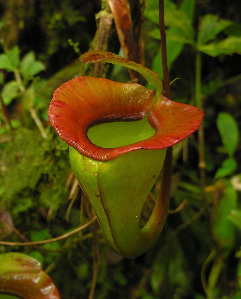 The spectacular pitchers of Nepenthes jacquilineae