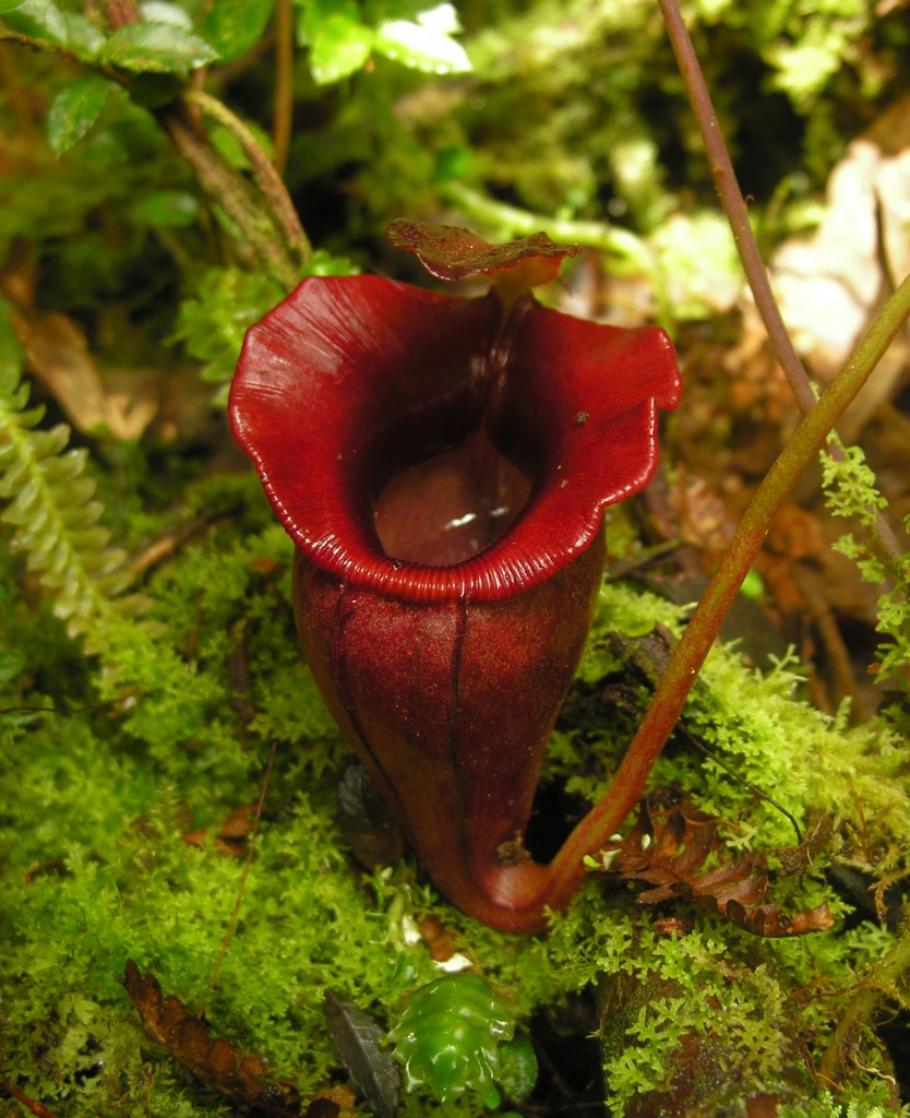 A spectacular red form of Nepenthes jacquilineae