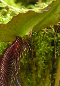 The distinctive peristome of Nepenthes izumieae