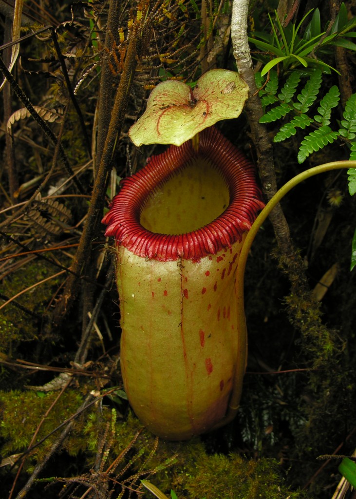 Nepenthes sibuyanensis growing on the summit of Mount Guiting-Guiting on Sibiuyan Island, Philippines