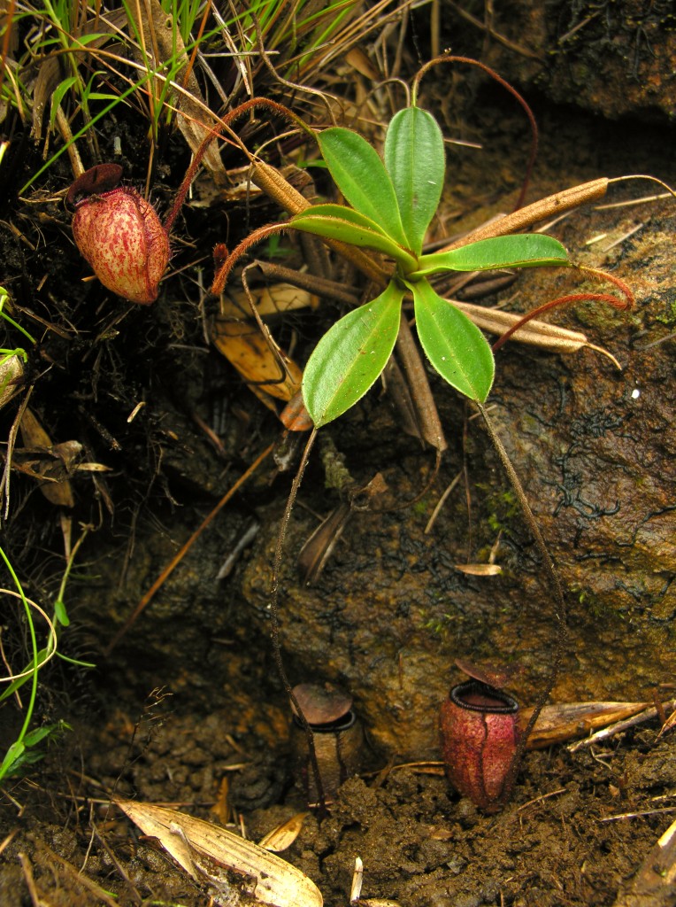 Nepenthes argentii growing on the summit of Mount Guiting-Guiting on Sibiuyan Island, Philippines