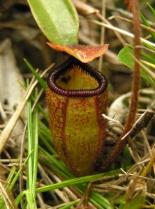 The tiny pitchers of N. argentii