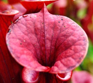 The spectacular colouration of Sarracenia flava var. atropurpurea