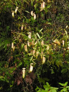 A stand of the spectacular Nepenthes glabrata