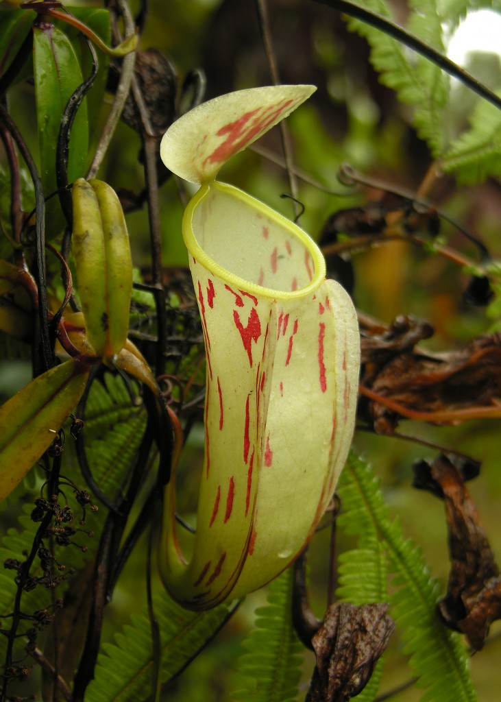 The spectacular pitcher of Nepenthes glabrat