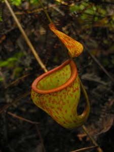 The pitcher of the spectacular new species of Nepenthes