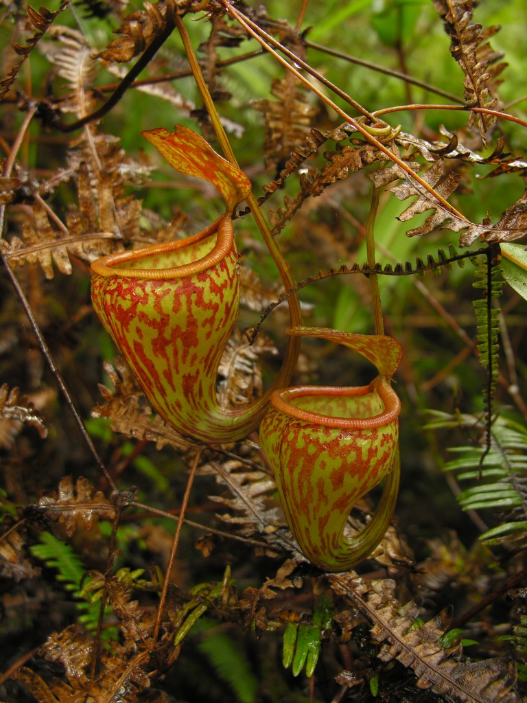 The spectacular pitchers of the new species of Nepenthes from Sulawesi