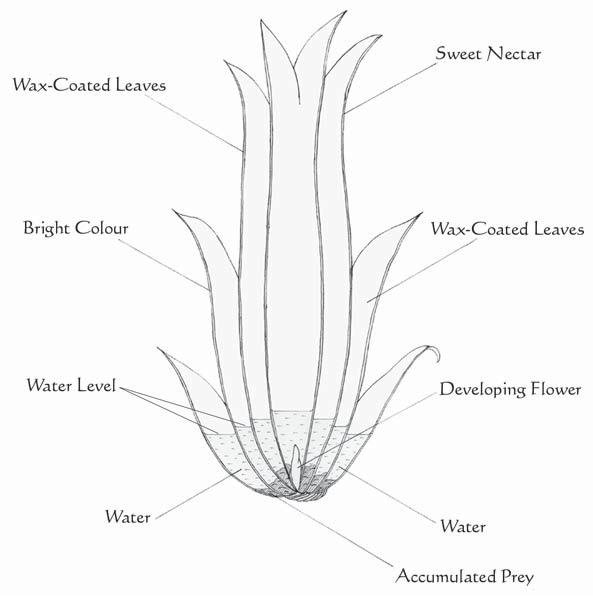 The anatomy of a tank bromeliad plant