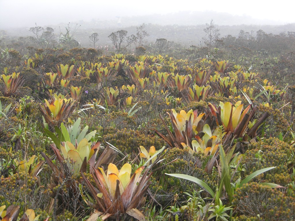 A cloud forest of Brocchinia tatei plants