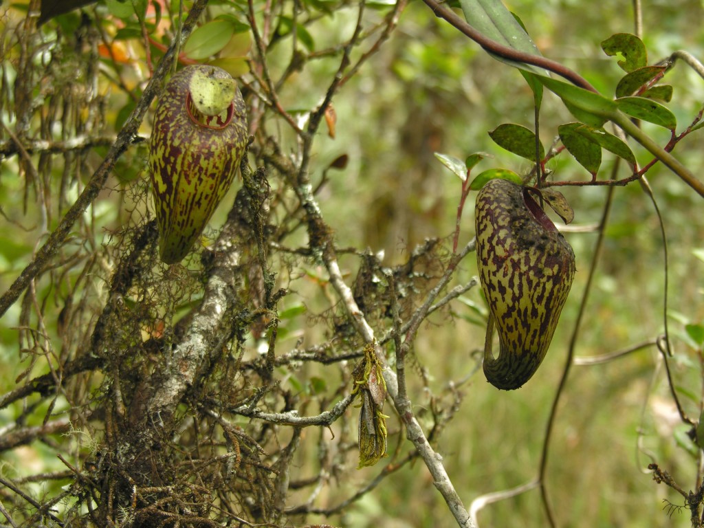 N. aristolochioides plants growing in Sumatra