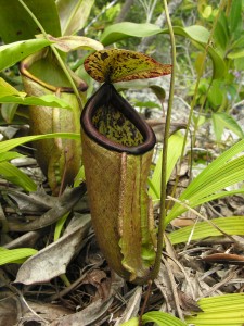 Nepenthes treubiana