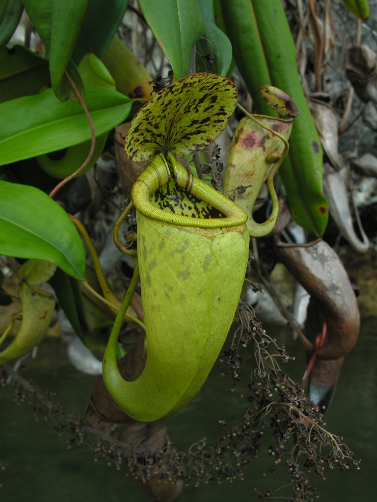 The spectacular pitchers of Nepenthes treubiana