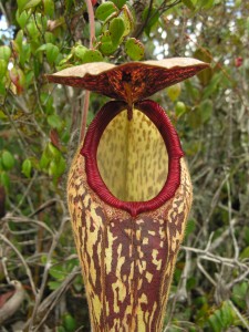 Nepenthes klossii