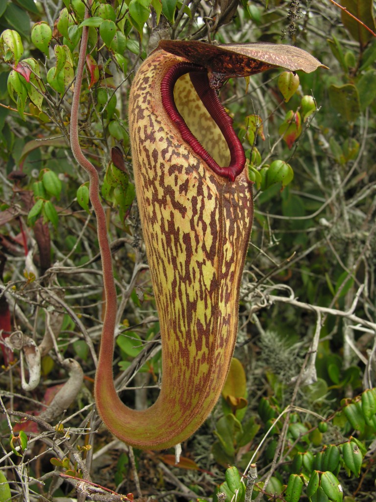 The spectacular pitchers of Nepenthes klossii