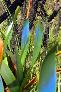 Iridescent Plants of the World