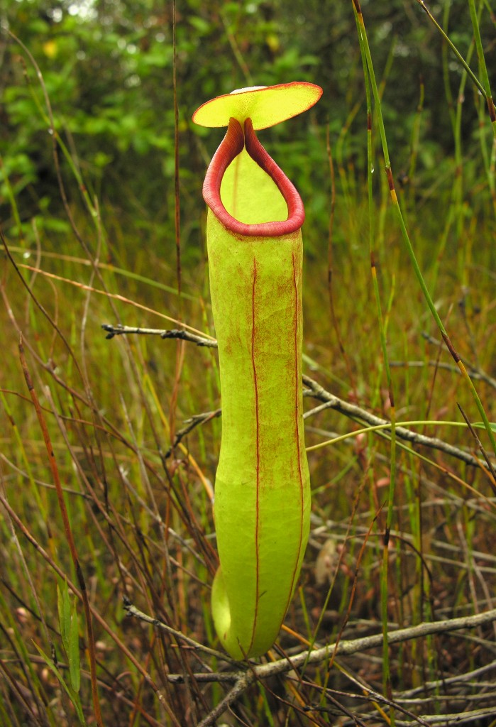 The spectacular pitchers of Nepenthes kampotiana