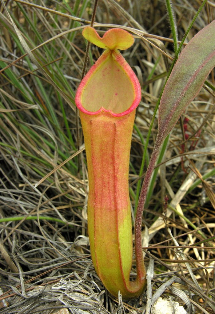 The spectacular pitchers of Nepenthes smilesii 
