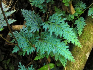 Iridescent Plants of the World