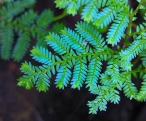 Iridescent Plants of the World