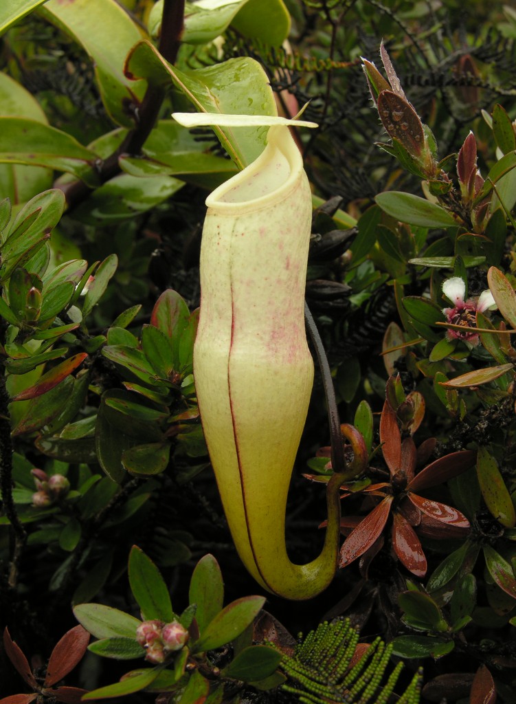 The pitchers of Nepenthes alba may be pure white