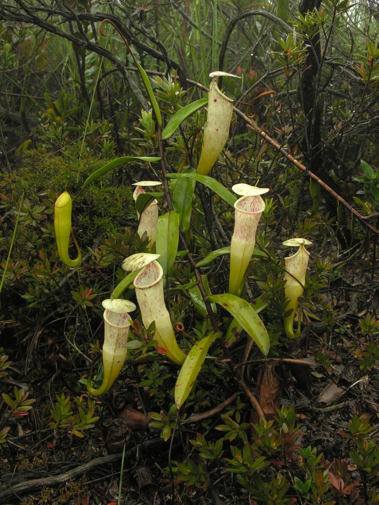 The spectacular pitchers of Nepenthes alba