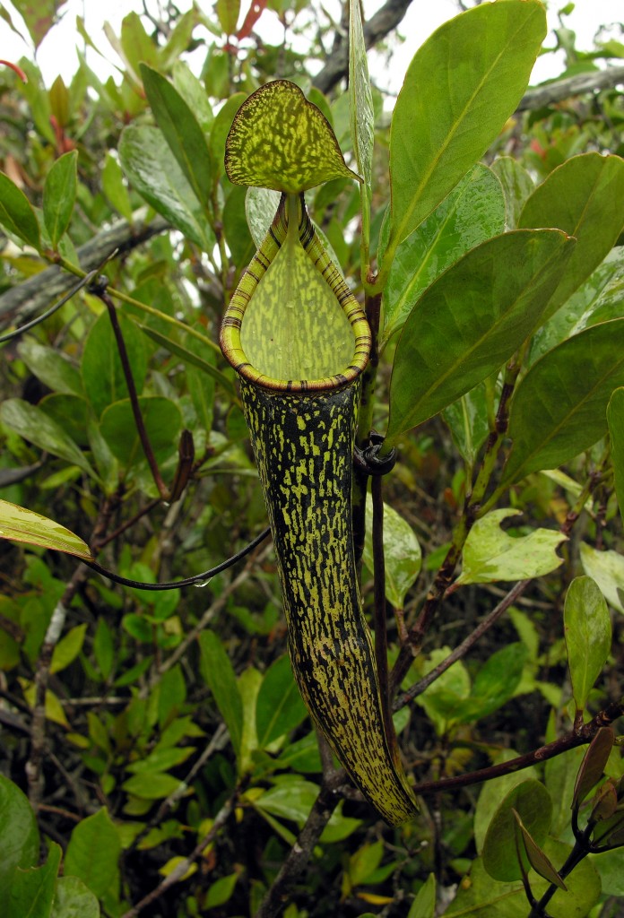 The narrow traps of Nepenthes gracillima 