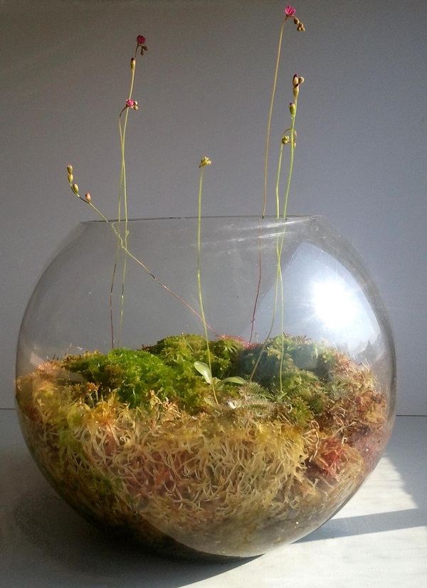 Vabzdžiaedžių vasara (Drosera spatulata ir Pinguicula ehlersiae)