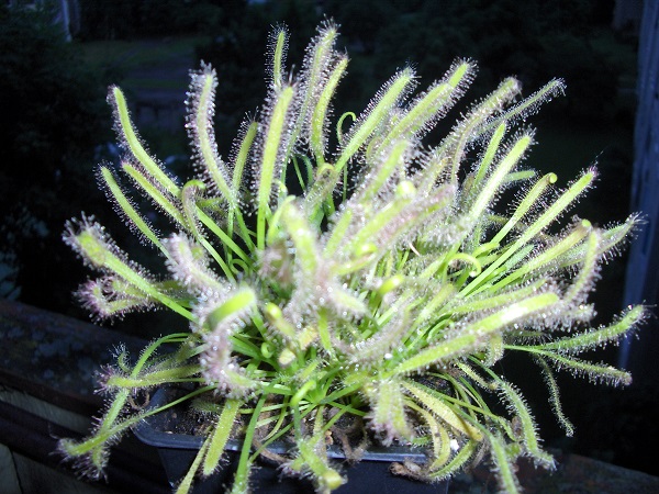 Drosera aliciae