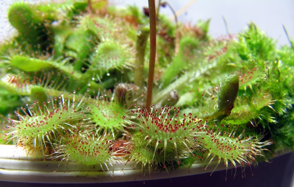 Drosera spatulata