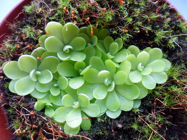 Tuklė (Pinguicula sp.)