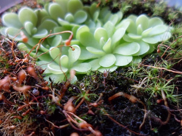 Tuklė (Pinguicula sp.)
