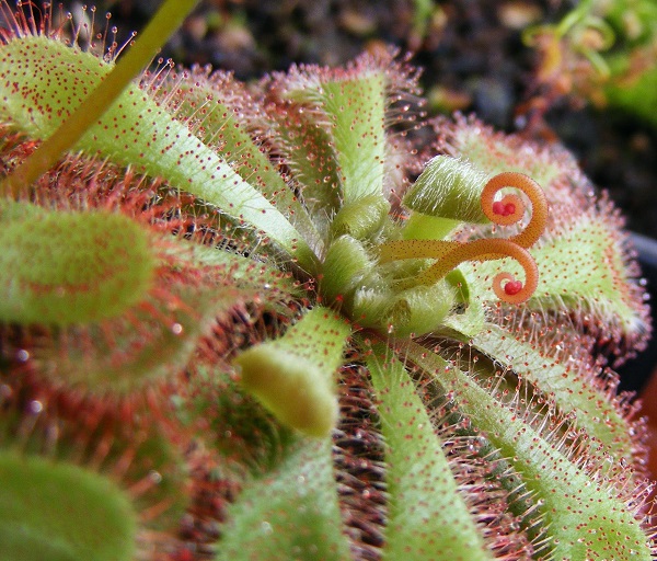 Alisos saulašarė (Drosera aliciae L.)