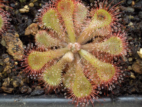Drosera dielsiana