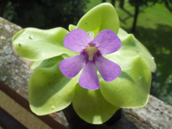Pinguicula moranensis